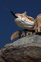 Sonoran Desert Sidewinder rattlesnake (Crotalus cerastes) sensing the air with tongue, Arizona, USA