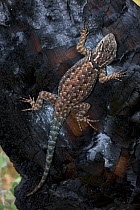 Jarrow's Spiny Lizard (Sceloporus jarrovi)  On log burned by forest fire, Arizona, USA