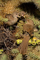 Curve-billed Thrasher chicks (Toxostoma curvirostre) with adult attending young on nest, Arizona, USA