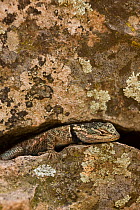 Yarrow's / Mountain Spiny Lizard (Sceloporus jarrovii) camouflaged within a rock crevice, Arizona, USA