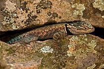 Yarrow's / Mountain Spiny Lizard (Sceloporus jarrovii) camouflaged within a rock crevice, Arizona, USA