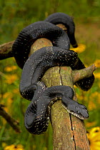 Black Ratsnake (Elaphe obsoleta) wrapped around a log, USA