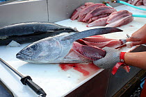 Albacore Tuna (Thunnus alalunga) being filleted, Oregon, USA