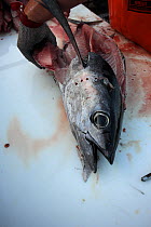 Albacore Tuna (Thunnus alalunga) being filleted, Oregon, USA
