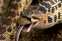 Pacific Gopher Snake (Pituophis catenifer catenifer) swallowing a mouse, Oregon, USA