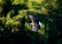 Madagascar fish-eagle (Haliaeetus vociferoides) flying, Ravilobe Lake, Ankarafantsika National Park, Madagascar.