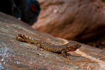Pyrenean brook salamander (Euproctus asper) in the fresh rivers of the Pyrenees mountains, Europe.