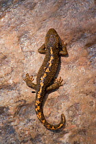 Pyrenean brook salamander (Euproctus asper) resting on the banks of a river, Pyrenees mountains, Europe.