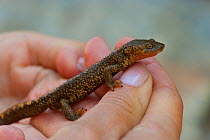 Pyrenean brook salamander (Euproctus asper) in the hand, Pyrenees mountains, Europe.