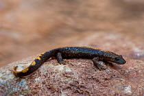 Pyrenean brook salamander (Euproctus asper) resting on the banks of a river, Pyrenees mountains, Europe.