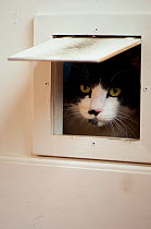 Young domestic cat (Felis catus), peering through cat flap, Spain.