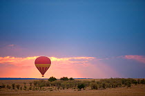 Flying hot air balloon in Masai Mara National Reserve, Kenya, Africa. August 2009