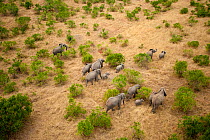 Family of African elephants (Loxodonta africana) observed from a hot-air balloon, Masai Mara National Reserve, Kenya, Africa. August 2009