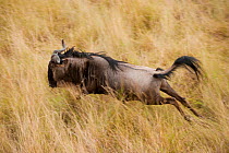 Migrating Wildebeest (Connochaetes taurinus) observed from a hot-air balloon, Masai Mara National Reserve, Kenya, Africa. August 2009
