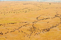 Migrating wildebeest (Connochaetes taurinus) observed from a hot-air balloon, Masai Mara National Reserve, Kenya, Africa. August 2009