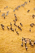 Migrating wildebeest (Connochaetes taurinus) observed from a hot-air balloon, Masai Mara National Reserve, Kenya, Africa. August 2009