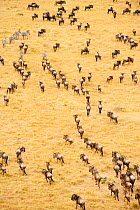 Migrating Zebra (Equus quagga) and Wildebeest (Connochaetes taurinus) mixed from a balloon, Masai Mara National Reserve, Kenya, Africa. August 2009