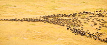 Aerial view of migrating wildebeest (Connochaetes taurinus) from a balloon, Masai Mara National Reserve, Kenya, Africa. August 2009