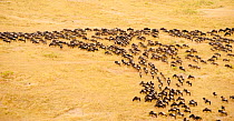 Aerial view of migrating wildebeest (Connochaetes taurinus) from a balloon, Masai Mara National Reserve, Kenya, Africa. August 2009