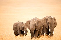 Family of African elephants (Loxodonta africana), Masai Mara National Reserve, Kenya, Africa.