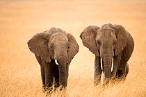 Family of African elephants (Loxodonta africana), Masai Mara National Reserve, Kenya, Africa.