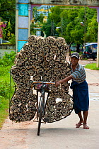 Firewood transportation on a bicycle, Bago, Myanmar / Burma.  August 2009