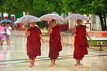 Monks holding umbrellas during  heavy monsoon rain, Bago, Myanmar, Burma  August 2009