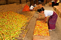 Women working in a tomato factory, Inle Lake, Shan State, Myanmar, Burma.  August 2009