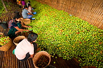 Women working in a tomato factory, Inle Lake, Shan State, Myanmar / Burma.  August 2009