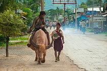 Boy riding oxen, Inle Lake, Shan State, Myanmar, Burma.  August 2009
