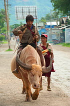 Boy riding a bull, Inle Lake, Shan State, Myanmar, Burma.  August 2009