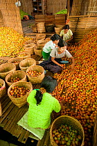 Women working in a tomato factory, Inle Lake, Shan State, Myanmar/ Burma. August 2009