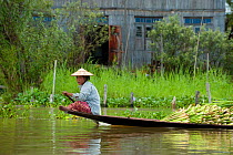 Traditional fisherman, with a boat full of crops, in Inle Lake, Shan State, Myanmar, Burma. August 2009