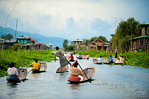 Traditional fishermen and women paddling in boats, in Inle Lake, Shan State, Myanmar (before Burma). August 2009