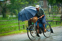 Cyclist with passenger in heavy rain, Nyaungshwe, Shan State, Myanmar, Burma August 2009