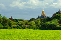 Temples in Old Bagan, UNESCO World Heritage, Mandalay State, Myanmar, Burma. September 2009