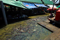 Floating market in Bangkok, Thailand. September 2009