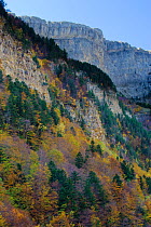 Autumm colours with European Beech (Fagus sylvatica) Ordesa y Monte Perdido National Park, Pyrenees, Aragon, Spain. October 2009