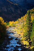 Arazas river in Ordesa y Monte Perdido National Park, Pyrenees, Aragon, Spain. October 2009