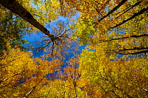 Looking up into European Beech (Fagus sylvatica) tree canopy in autumm colours.  Ordesa y Monte Perdido National Park, Pyrenees, Aragon, Spain. October 2009