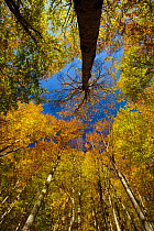 Looking up into European Beech (Fagus sylvatica)tree canopy in autumm colours.  Ordesa y Monte Perdido National Park, Pyrenees, Aragon, Spain. October 2009