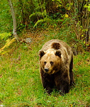 Pyrenean Brown Bear (Ursus arctos pyrenaicus), (captive) Asturias Bear Foundation, Asturias, Spain. October 2009