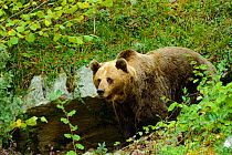 Pyrenean Brown Bear  in a woodland (Ursus arctos pyrenaicus), (captive) Asturias Bear Foundation, Asturias, Spain. October 2009