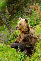Pyrenean Brown Bear sitting in a woodland clearing(Ursus arctos pyrenaicus), (captive) Asturias Bear Foundation, Asturias, Spain. October 2009