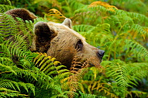 Close up of a Pyrenean Brown Bear (Ursus arctos pyrenaicus) amongst bracken and ferns (captive) Asturias Bear Foundation, Asturias, Spain. October 2009