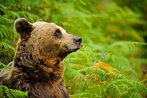 Pyrenean Brown Bear (Ursus arctos pyrenaicus) sitting amongst bracken and ferns (captive) Asturias Bear Foundation, Asturias, Spain. October 2009