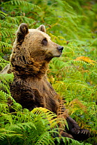 Pyrenean Brown Bear (Ursus arctos pyrenaicus) sat within a carpet of ferns, in a woodland (captive) Asturias Bear Foundation, Asturias, Spain. October 2009