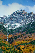 Bujaruelo Valley with stream and waterfall and  snow above the tree line; mixed deciduous and coniferous forest, Ordesa and Monte Perdido National Park, Pyrenees, Spain. October 2009