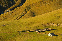 Domestic sheep, horses, shepherd hut and enclosure in the mountain, Ordesa National Park, Pyrenees, Aragon, Spain. October 2009