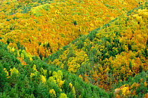Mixed forest colours in Autumm in the Ordesa and Monte Perdido National Park, Aragn, Pyrenees, Spain. October 2009